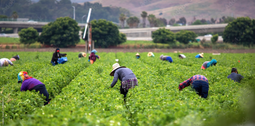 Immigration Restrictions as Active Labor Market Policy: Evidence from the Mexican Bracero Exclusion
